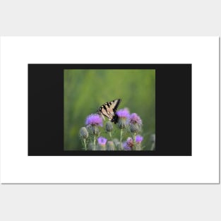 Yellow Swallowtail on Thistle 2 Posters and Art